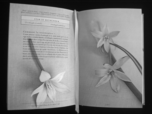 &ldquo;Les fleurs de Bach&rdquo;